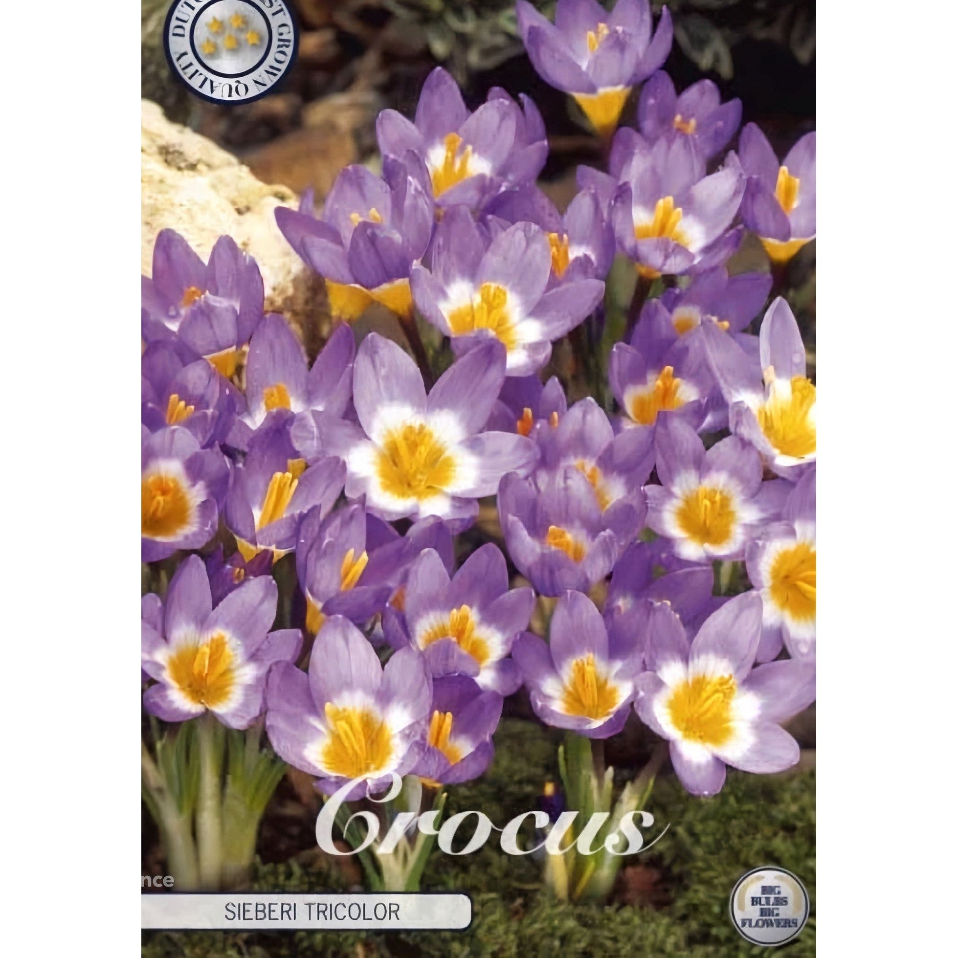 Begerkrokus-Crocus Chrysanthus 'Sieberi Tricolor' 20-pakning